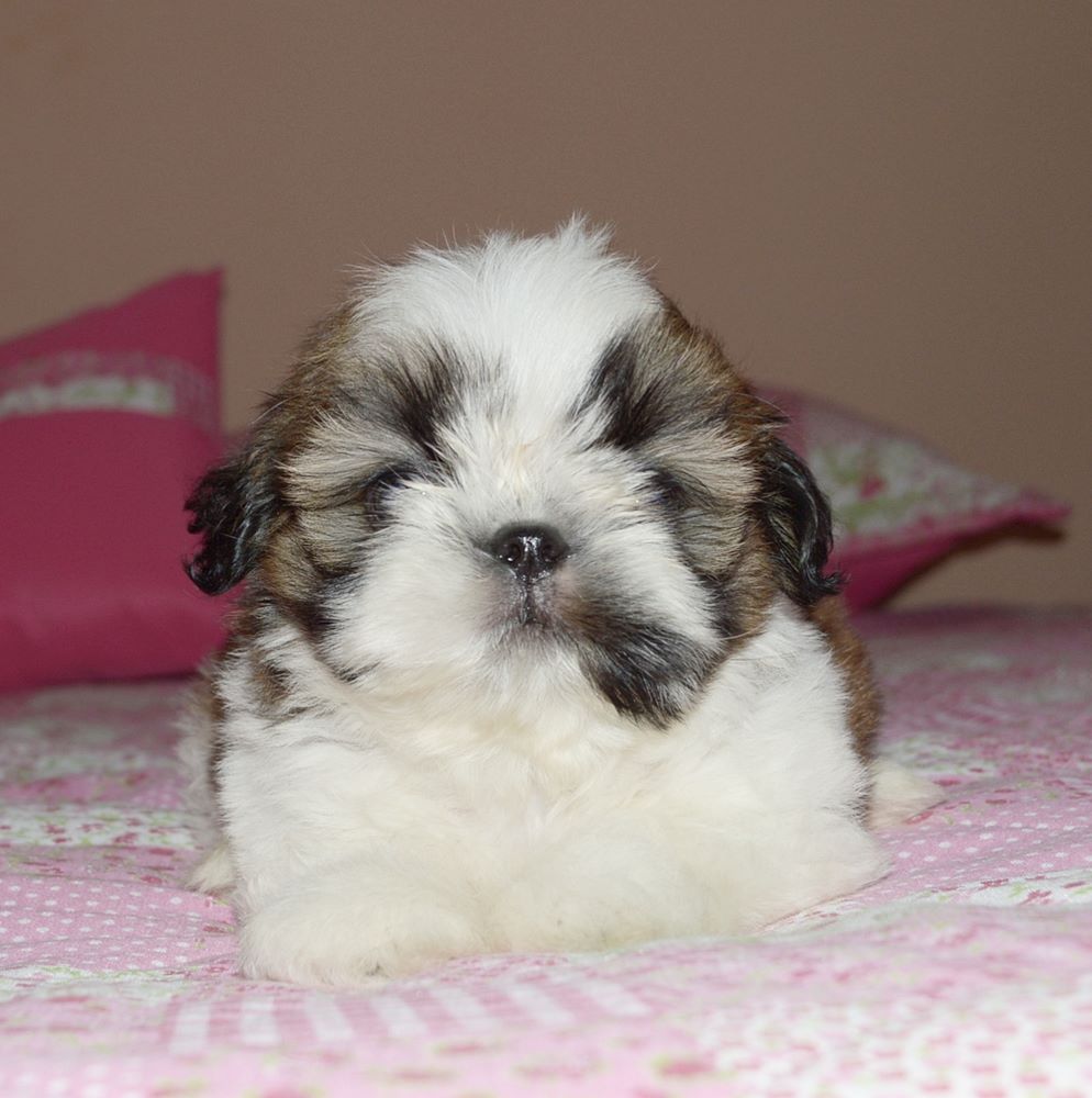 cachorro da raça shih tzu para vender